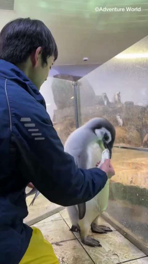 企鹅都知道不新鲜的鱼不能吃