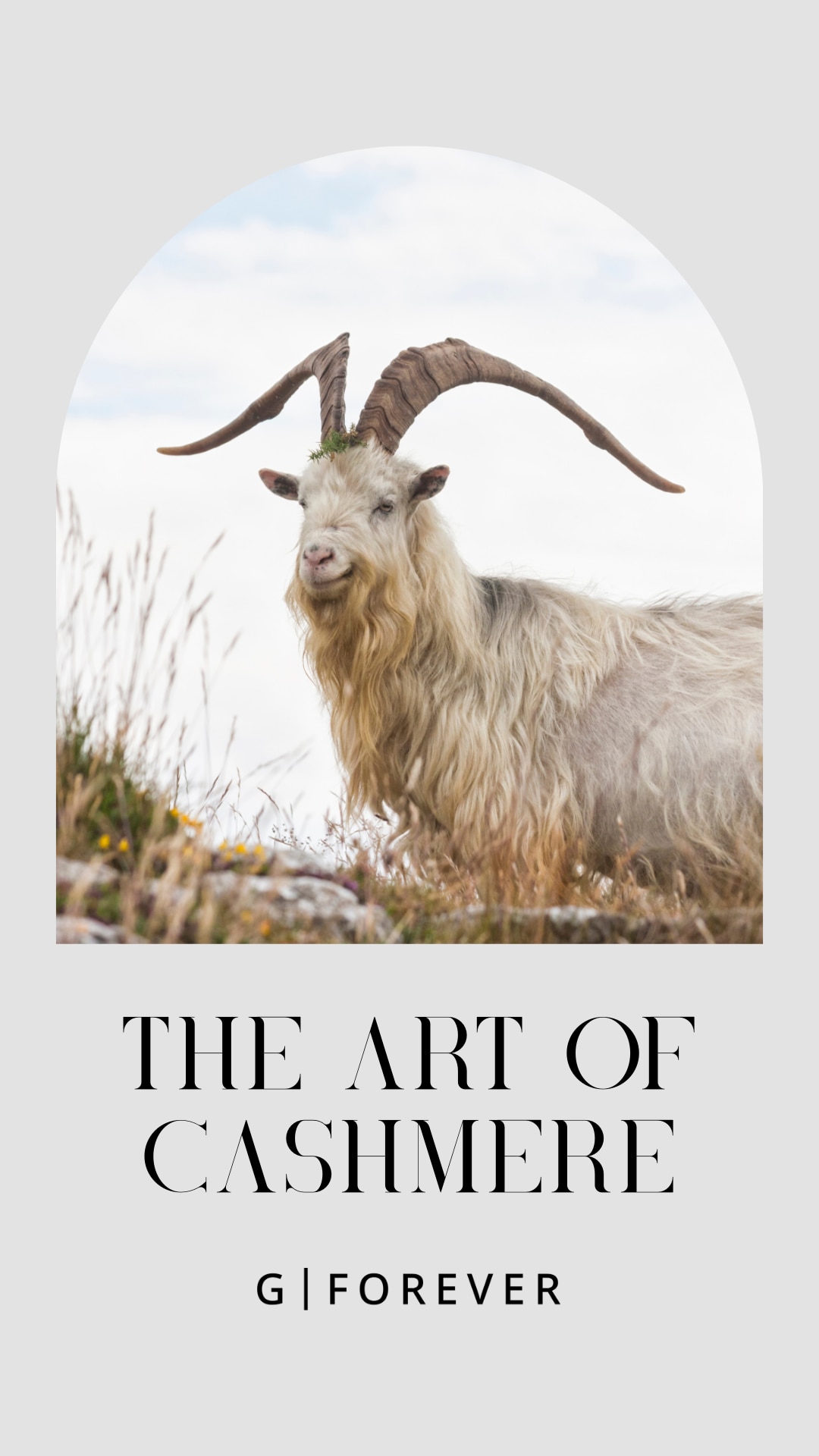 在海拔几千米、空气冷到发裂的深山里，山羊们为了活下去，会贴着皮肤长出一层像呼吸一样轻、却极度保暖的细绒。这是大自然在极端严寒中藏下的温柔，极其稀有，每到春天，我们才敢用手工一点点梳理下来。🐏🌿✨
...