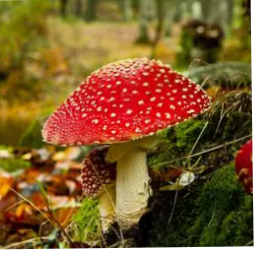 No habla Bullshit

Fuck the left vs right paradigm

I'm not biased, I hate everyone equally