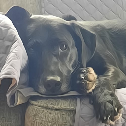 I WILL NOT COMPLY

LIVE FREE OR DIE