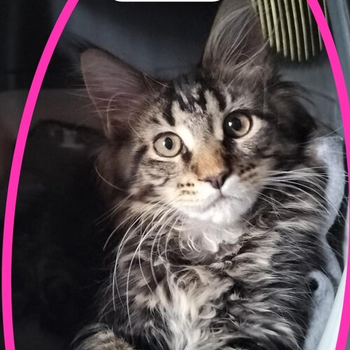 Besuchen Sie Elles🍊 World🌍s Profil auf GETTR. Sehen Sie ihre Posts, Fotos, Videos und verbinden Sie sich mit ihnen auf der sozialen Plattform.