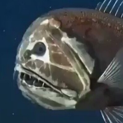 Retired, sharing insights on life observations.

Also on:
@GrichardIndiana (X) 
@indianag (Gettr)

Crealock37.tumblr.com...