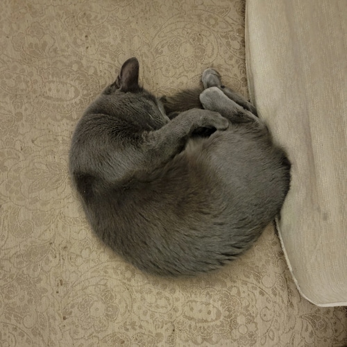 Full on MAGA! The Democrats have gone too far! Power to the States not the Federal Government! Stop letting the Democrat...