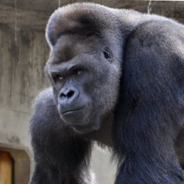 Visit KMAC556's profile on GETTR. View their posts, photos, videos, and connect with them on the social platform.