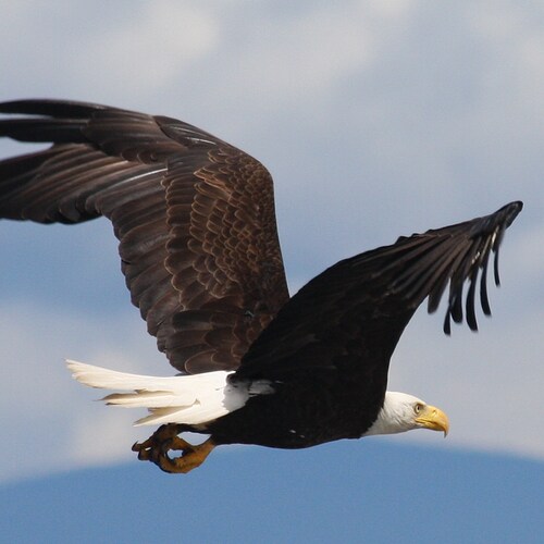 Soaring In Health & Wellness helps educate and inform individuals reach new levels in health and grow in their passion t...