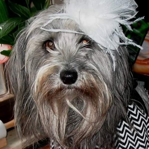 訪問 zwiebelchen1 在 GETTR 的個人資料。查看他們的貼文、照片、影片，並在社交平台上與他們聯繫。