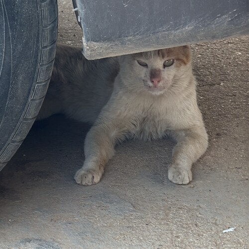 مرتبط مافي مجال