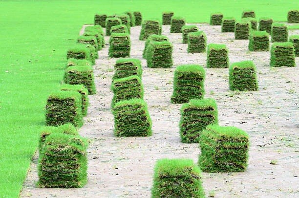 Instant Lawn Solutions From Tampa Bay Sod Experts

Our sod farm business delivers fresh, farm-grown ...