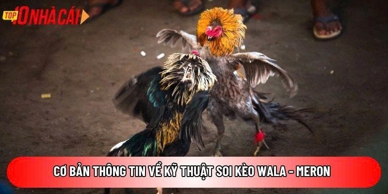 Kỹ thuật soi kèo Wala – Meron – Bí kíp chọn cửa thắng lớn



Kỹ thuật soi kèo Wala – Meron đang được...