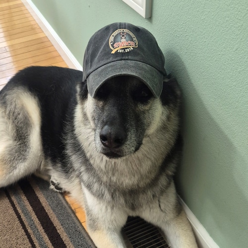 # TRUMP IS STILL MY PRESIDENT #PRO 2ND  #USAF VETERAN #PRO LIFE #MAGA #FJB  Love German Shepherds Despise Rino's and Lib...