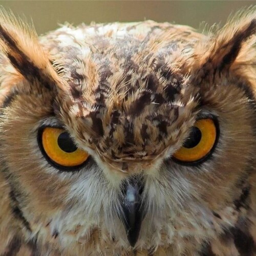 Older and a little wiser, conservative but not radical, non-PC/woke and often mordant.