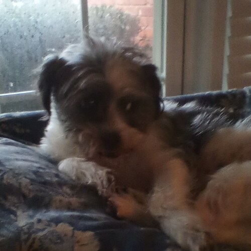 Believer in Jesus Christ, Trump won.