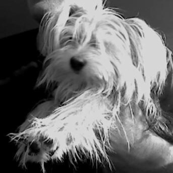 Visit pstef's profile on GETTR. View their posts, photos, videos, and connect with them on the social platform.