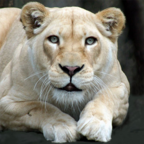 retired NP. love GOD,family,country,Trump, military,vets,LEOS,first resp.MAGA patriot.Trump won!  Let's GO Brandon!!