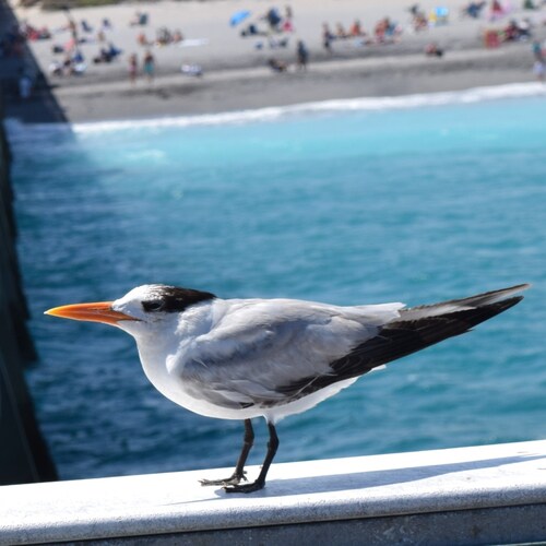 Retired Auto Svc, Army Vet, Conservative Jew, follow all Patriots except wont follow those that dont post, racists, hate...