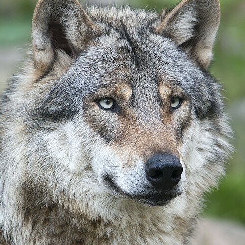 Veteran, Lifetime NRA, Technical Nerd