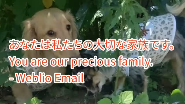 （犬の十戒）
The Ten Commandments of Dog Ownership