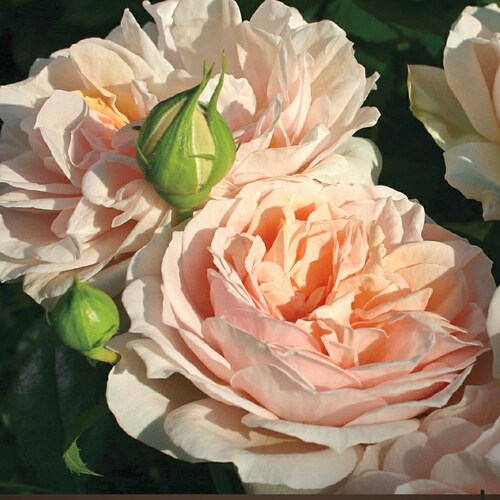 🇺🇲🙏♥️⚔