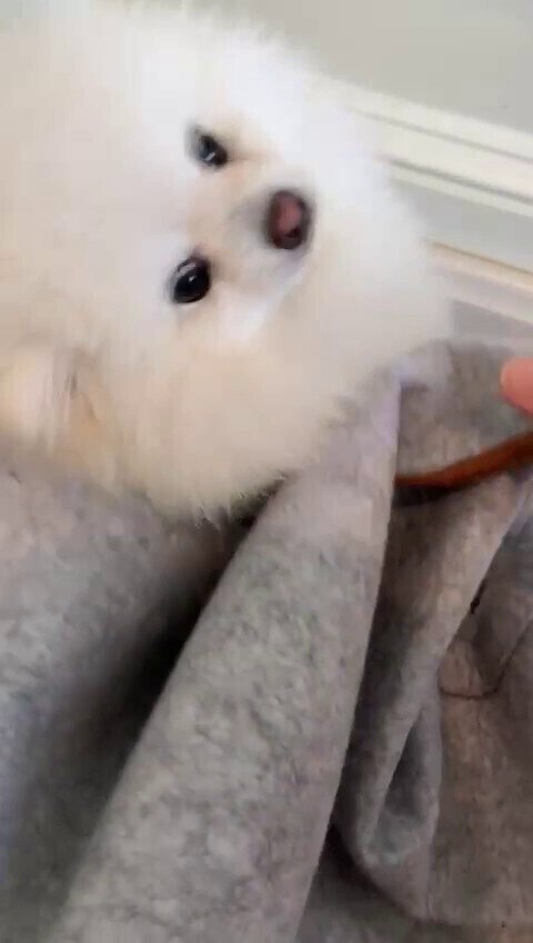 11月18日： 可爱的笨笨和Snow嬉闹的日常生活🥰🥰🥰