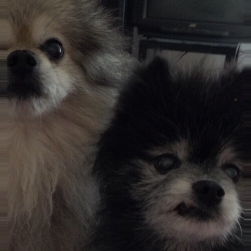 Retired, Enrolled Nez Perce Tribe, Seattle Seahawks, Mariners, and Kraken fan