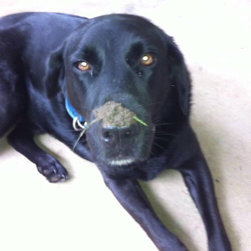 golf golf and more golf. editor and (sometimes) writer