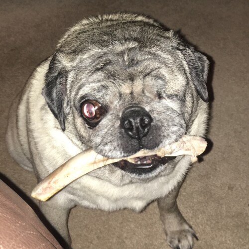 Husband, Father, Brother, Son, Bowler, Pug Lover, Texan. I love my country. #BackTheBlue