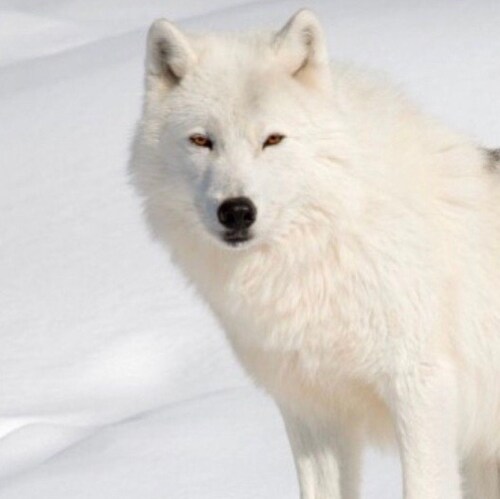 Truth Seeker. Free Man thanks to a brave and voluntary military. Limited Government. Stay out of my pocket Uncle Sam. I ...