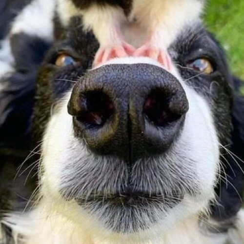 fleeing commiefornia