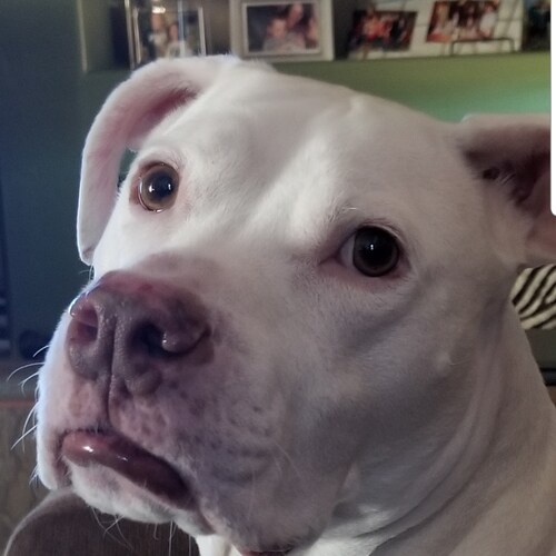 American Conservative, Ultra Maga, Philadelphia Sports fan, Trump won, Lets go Brandon!!
Vote out every democrat and eve...