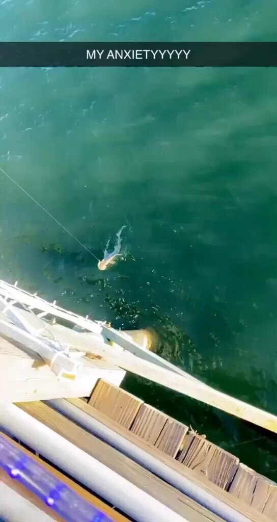 Hammer head shark catch and release on flagler peir