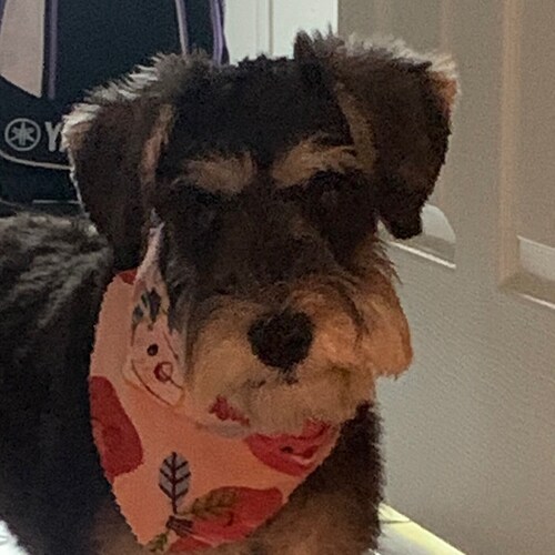 legal immigrant, American by choice, Retired Army Colonel. Sworn to protect the US Constitution. Official distributor of...