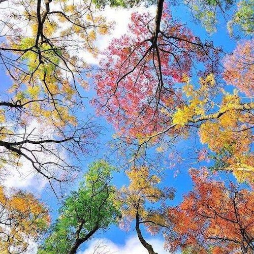 传播真相(citizen of NFSC）