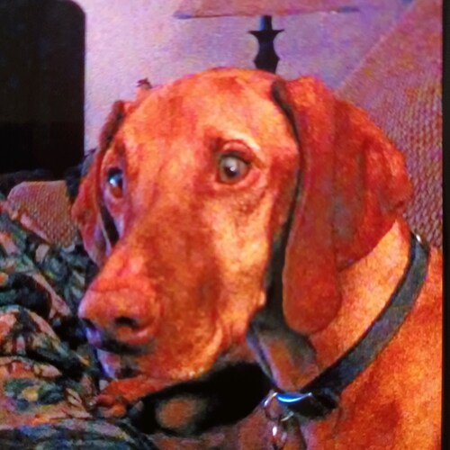 God,Family, Country.
Pro 2nd amendment.
Blue collar worker, fed up 
with our government.
"We The People 
    Pure  Blood