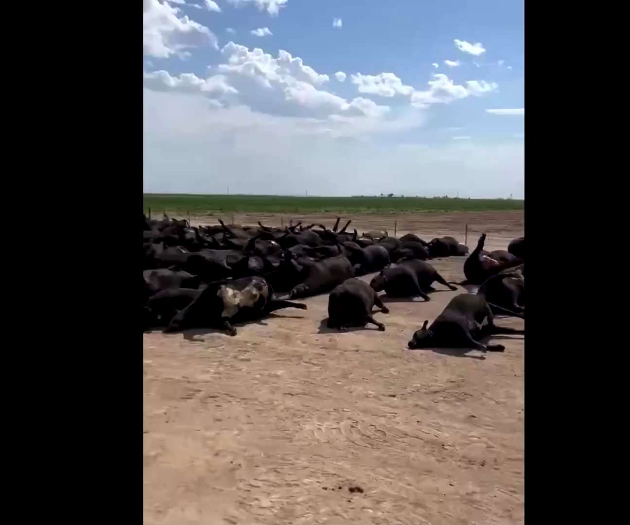 .
🤯 Are we suppose to believe that 3000 cattle just fall over and die in SW Kansas from the heat? N...