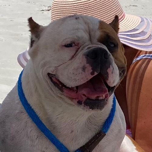 Patriot. United States Marine. Retired LEO. I'm convinced Democrats hate America.