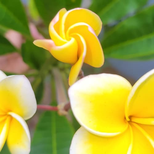 single mother of two girls, grandmother to 7, great grandmother for 4  pure red  blooded patriot