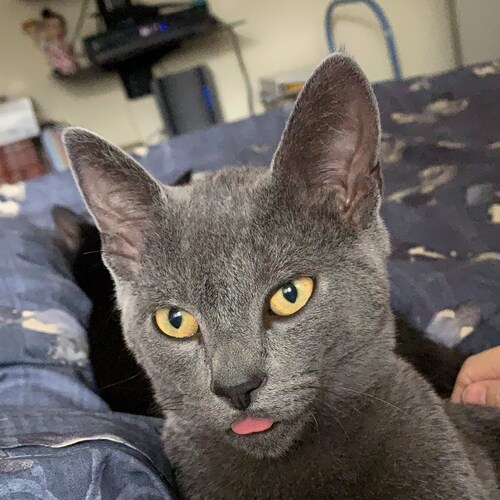 Lifelong California resident & Republican. Love my state, HATE its politics. I enjoy cats, house music, & true crime. Li...