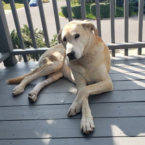 Canadian. Believer. Freedom lover. Truth seeker. Truth teller. White, and proud of it. 
Family, and the continuation of,...