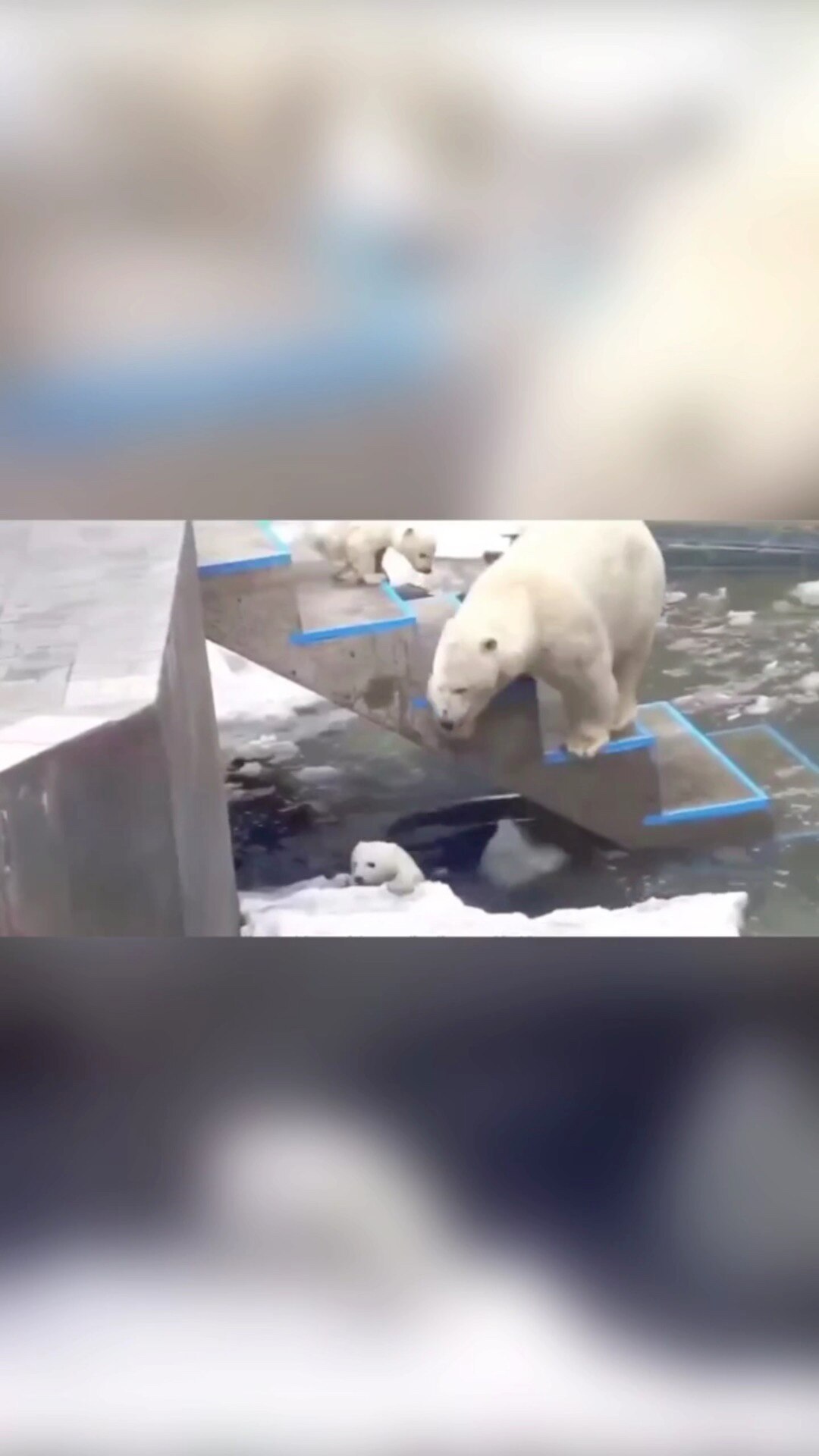 Jack Lee on GETTR : Polar bear mother patiently teaches her child to go up the steps