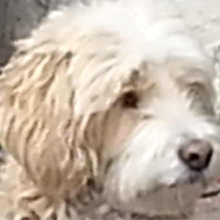 we know they’re lying, they know we know they’re lying, they know we know they’re lying but they keep lying anyway, and ...