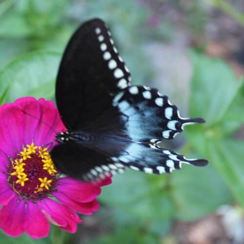 Ute published In the Curated Woods, True Tales from a Grass Widow (iuniverse, 2022) to tell a classic trans widow story....