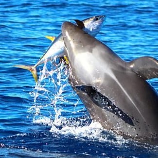 Send these, the homeless, tempest-tost to me,
I lift my lamp beside the golden door!