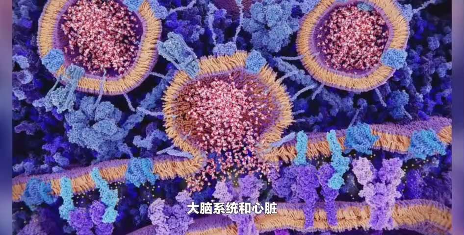 @Adelin 刺突蛋白影响人体4个主要系统，有不对的地方请纠正。