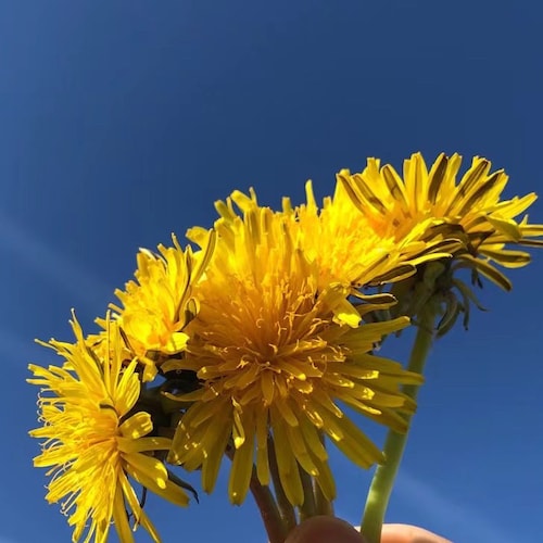 一直从事教育工作，但是对中国的教育深感困惑，为什么要愚弄百姓呢？为什么不让百姓有智慧呢？后来明白了，是为了维护赌彩的统治！我坚信郭先生的爆料，他说的都是真话！