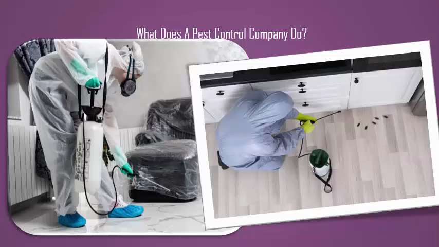 What Does A Pest Control Firm Do?

Pest control practitioners employ a variety of strategies to erad...