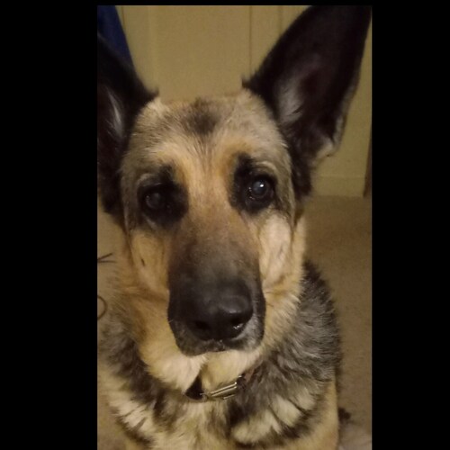 #Pureblood #SaveAmerica
#No Amnesty
#HonorourVets
#FreeJ6Prisoners
WatchWomanontheWall TwitterAcct
#GSD K9 ❤