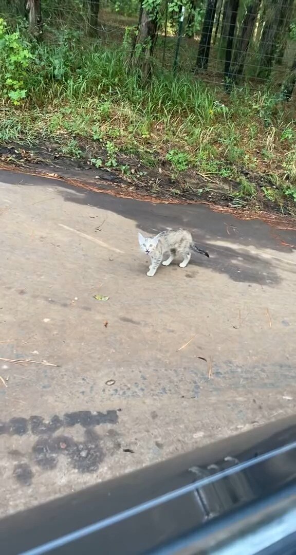 Road Crossing Kitten Chooses Her Human