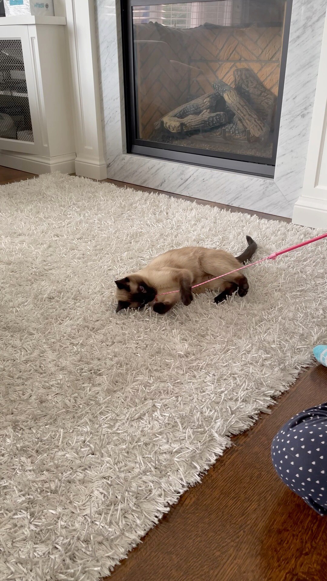 View Happymimi's post on GETTR. Join the discussion, share your thoughts, and connect with the community.