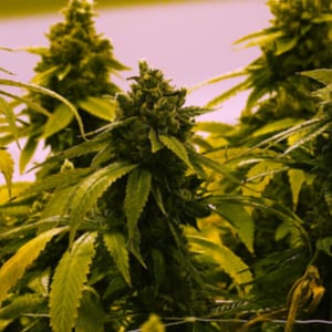 Visit JavierTorres's profile on GETTR. View their posts, photos, videos, and connect with them on the social platform.