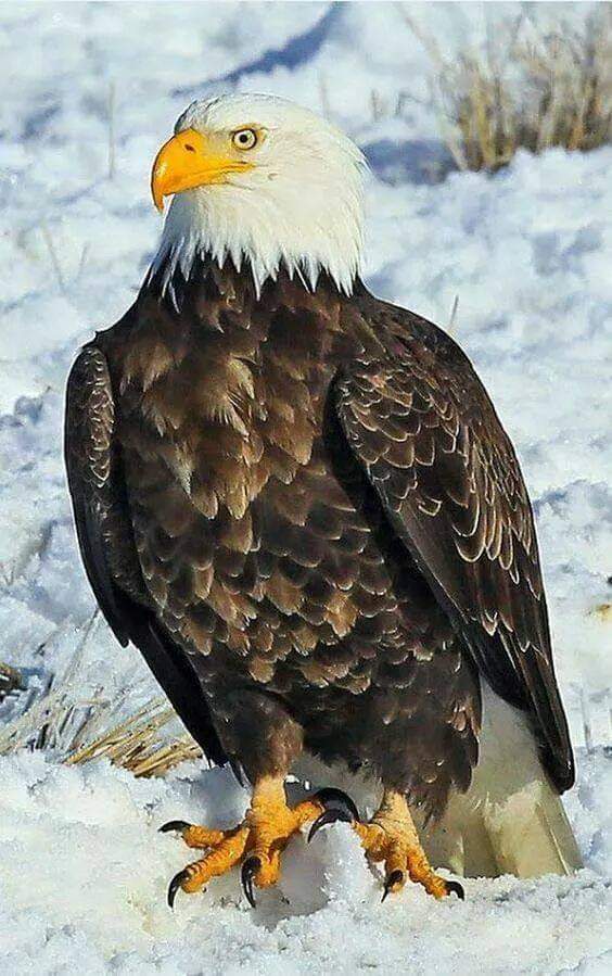 Hier ist eine alte Metapher: Ein Adler kann 70 Jahre alt werden, aber mit 40 muss er eine Entscheidu...